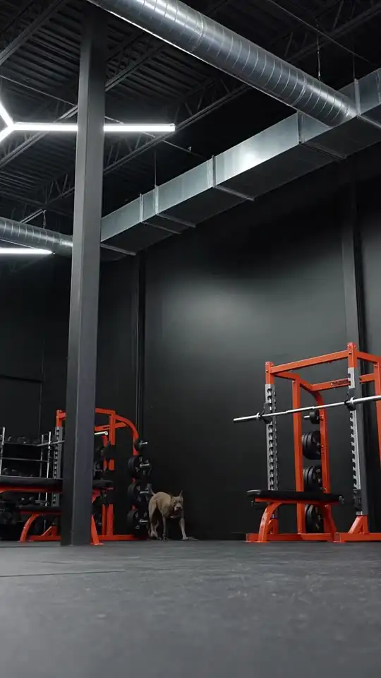 Un pitbull corre hacia la cámara por la sala de musculación